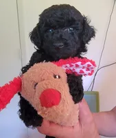 Luigi, a male Poodle - Toy  for sale in Jacksonville, FL – 1 of 7