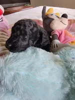 Gracie, a female Poodle - Toy  for sale in Jacksonville, FL – 3 of 5