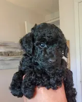 Luigi, a male Poodle - Toy  for sale in Jacksonville, FL – 4 of 7
