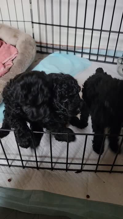 Gracie, a female Poodle - Toy  for sale in Jacksonville, FL – 6 of 6