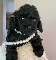 Gracie, a female Poodle - Toy  for sale in Jacksonville, FL – 1 of 6