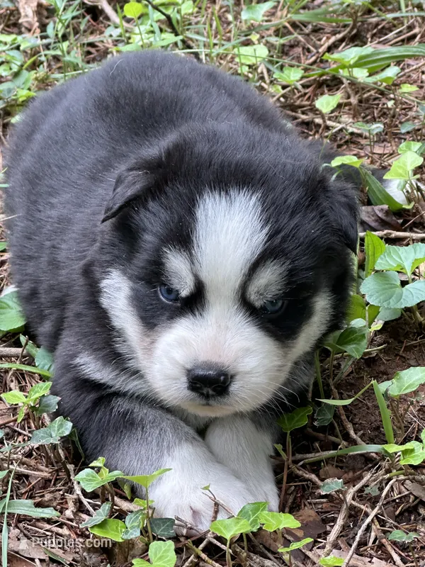 Brutus – Siberian Husky puppy for sale in Hickory, NC