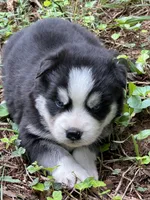 Brutus, a male Siberian Husky for sale in Hickory, NC – 1 of 1