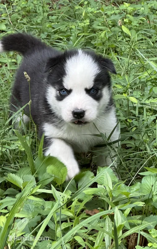 Biscuit  – Siberian Husky puppy for sale in Hickory, NC