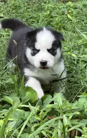Biscuit , a male Siberian Husky for sale in Hickory, NC – 1 of 1