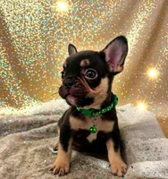 Apollo, a male French Bulldog for sale in Amarillo, TX – Photo 3 of 7