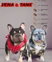 Apollo, a male French Bulldog for sale in Amarillo, TX – Photo 7 of 7