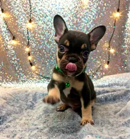 Apollo, a male French Bulldog for sale in Amarillo, TX – Photo 5 of 7