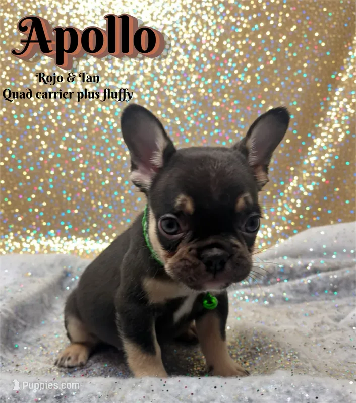 Apollo