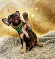 Apollo, a male French Bulldog for sale in Amarillo, TX – Photo 2 of 7