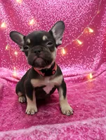 processed/be443dfb-4401-477d-8a81-d01b6791ed2b/listing/db2f3992-42e3-4b61-8d1a-e83df741ddca/4fafb44e-3d27-4c63-b256-65af7ce4cc85