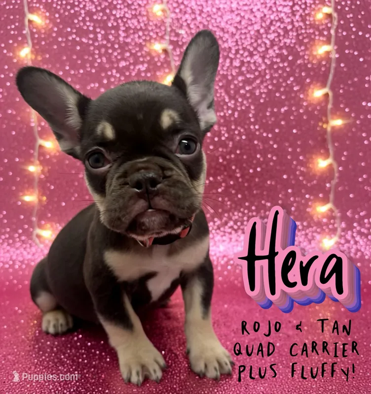 Hera