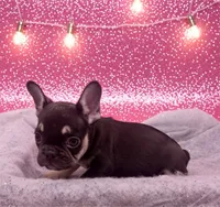 processed/be443dfb-4401-477d-8a81-d01b6791ed2b/listing/db2f3992-42e3-4b61-8d1a-e83df741ddca/5e1bdeee-b959-480b-b5e6-0458a0e818e1