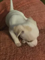 His name is Chip, a male Chihuahua and Poodle - Miniature  for sale in Stryker, OH – 2 of 5