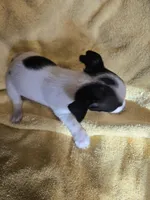 His name is Jim. He is small , a male Chihuahua and Poodle - Miniature  for sale in Stryker, OH – 3 of 5