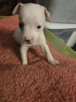 His name is Chip, a male Chihuahua and Poodle - Miniature  for sale in Stryker, OH – 5 of 5