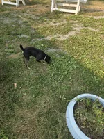 Tipper, a male Rat Terrier and Standard Schnauzer for sale in Stryker, OH – 5 of 5