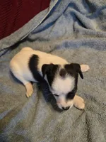 Her name is Eva, a female Chihuahua and Poodle - Multi-Colored Standard for sale in Stryker, OH – 1 of 6