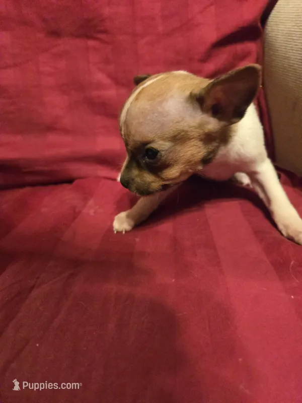 Her name is Pal, a female Rat Terrier for sale in Stryker, OH – Photo 1 of 4