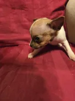 Her name is Pal, a female Rat Terrier for sale in Stryker, OH – Photo 1 of 4