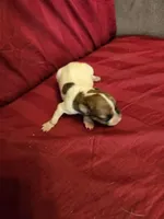 Her name is Pal, a female Rat Terrier for sale in Stryker, OH – Photo 4 of 4