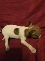 Her name is Pal, a female Rat Terrier for sale in Stryker, OH – Photo 2 of 4