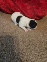 ROSE IS HER NAME , a female Chihuahua and Poodle - Standard  for sale in Stryker, OH – 1 of 3