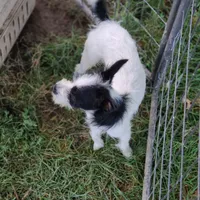 Ranger, a male Rat Terrier and Standard Schnauzer for sale in Stryker, OH – Photo 3 of 5