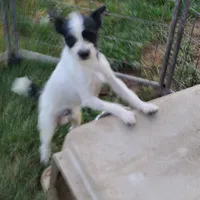 Ranger, a male Rat Terrier and Standard Schnauzer for sale in Stryker, OH – Photo 2 of 5