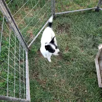 Ranger, a male Rat Terrier and Standard Schnauzer for sale in Stryker, OH – Photo 4 of 5
