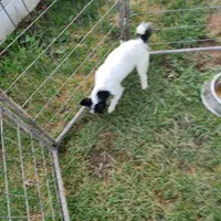 Ranger, a male Rat Terrier and Standard Schnauzer for sale in Stryker, OH – Photo 5 of 5