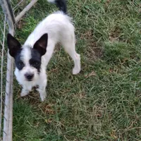 Ranger, a male Rat Terrier and Standard Schnauzer for sale in Stryker, OH – Photo 1 of 5