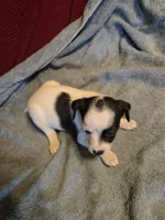 Her name is Eva, a female Chihuahua and Poodle - Multi-Colored Standard for sale in Stryker, OH – 6 of 6