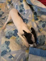 processed/be461449-18bc-499a-aee8-0e56b71fbed3/listing/6a29f310-a001-4fe3-a890-751a62f60175/2e05d4e9-c2a7-4991-b0b4-5670e43fa575