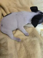 His name is Jim. He is small , a male Chihuahua and Poodle - Miniature  for sale in Stryker, OH – 5 of 5
