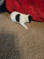 ROSE IS HER NAME , a female Chihuahua and Poodle - Standard  for sale in Stryker, OH – 2 of 3