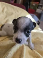 His name is Jim. He is small , a male Chihuahua and Poodle - Miniature  for sale in Stryker, OH – 4 of 5