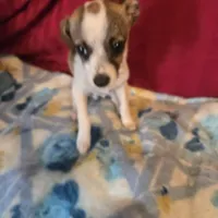 His name is max, a male Chihuahua for sale in Stryker, OH – Photo 7 of 8