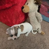 His name is max, a male Chihuahua for sale in Stryker, OH – Photo 3 of 8