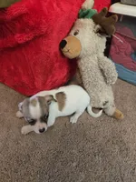 His name is max, a male Chihuahua for sale in Stryker, OH – Photo 2 of 8