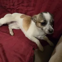 His name is max, a male Chihuahua for sale in Stryker, OH – Photo 8 of 8