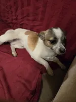 His name is max, a male Chihuahua for sale in Stryker, OH – Photo 7 of 8