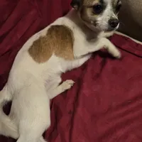 His name is max, a male Chihuahua for sale in Stryker, OH – Photo 6 of 8