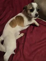 His name is max, a male Chihuahua for sale in Stryker, OH – Photo 8 of 8