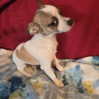 His name is max, a male Chihuahua for sale in Stryker, OH – Photo 5 of 8