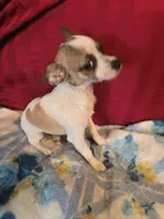 His name is max, a male Chihuahua for sale in Stryker, OH – Photo 5 of 8