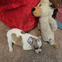 His name is max, a male Chihuahua for sale in Stryker, OH – Photo 1 of 8