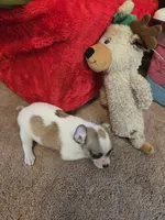 His name is max, a male Chihuahua for sale in Stryker, OH – Photo 1 of 8