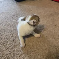 His name is max, a male Chihuahua for sale in Stryker, OH – Photo 2 of 8