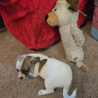 His name is max, a male Chihuahua for sale in Stryker, OH – Photo 4 of 8